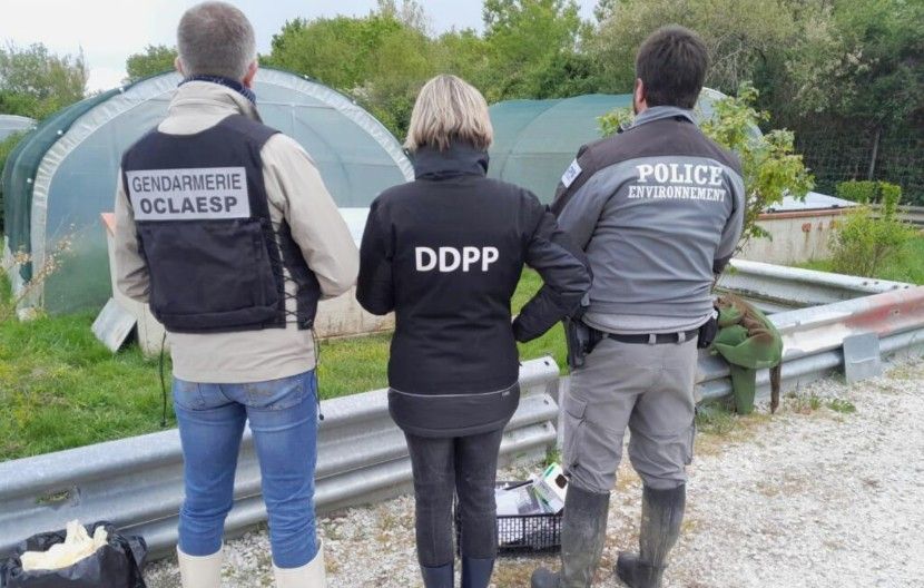 Une soixantaine d'agents ont participé à l'opération au Refuge des Tortues, dont ceux de l'Office central de lutte contre les atteintes à l'environnement et à la santé publique (OCLAESP), de la direction départementale de la protection des populations (DDPP) et de l'Office français de la Biodiversité (OFB).