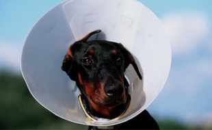 Doberman avec collerette vétérinaire.