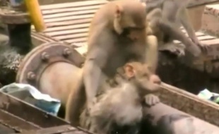 L' incroyable sauvetage d'un singe héroïque en Inde.