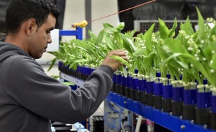Un ouvrier contrôle les branches de muguet dans une exploitation horticole, le 22 avril 2016 à la Chapelle-Basse-Mer