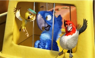 Des oiseaux dont la fantaisie va vous clouer le bec.