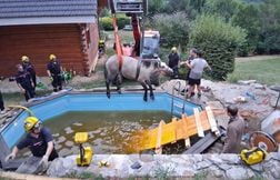 Sauvetage spectaculaire d’une jument et son poulain tombés dans une piscine