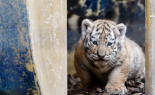 Besançon: naissance rare de trois petits tigres de Sibérie