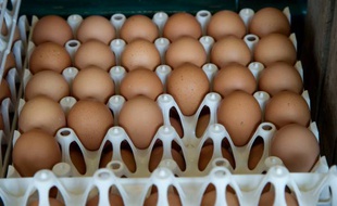 Treize lots d'oeufs contaminés au fipronil en provenance des Pays-Bas ont été livrés en France.