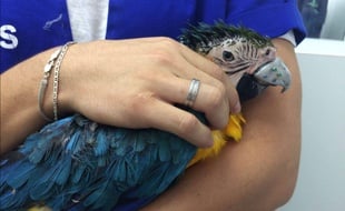 Née avec une malformation, Gigi, une femelle perroquet, a reçu un bec en titane imprimé en 3D.