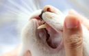 Votre chat a mauvaise haleine ou les gencives rouges ? Ces gestes simples du quotidien évitent des frais vétérinaires inattendus