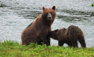 La kayakiste a été surprise de voir un ours à cette période de l'année... (photo d'illustration)