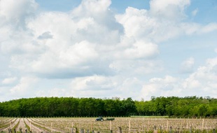 Les vignes dans le Bordelais devraient subir des modifications en raison du réchauffement climatique
