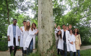Toulouse, le 7 juillet 2014-Des étudiants veulent guérir les platanes