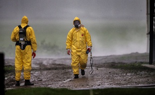 Des spécialistes désinfectent une ferme aux Pays-Bas, contaminée par la grippe aviaire H5N8, le 30 novembre 2014.