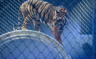 Illustration. Bordeaux, 13 janvier 2012. - Les coulisses du cirque Arlette Gruss. - Photo : Sebastien Ortola