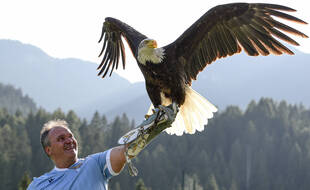 Juan Bernabé, le dresseur d'aigle de la Lazio Rome.
