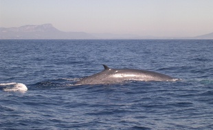 Un rorqual commun en Méditerranée.