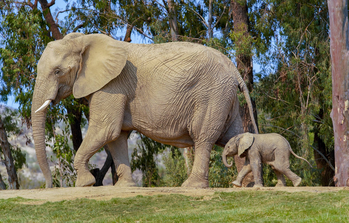 Bébé éléphant : Eléphants : Animaux : Animaux : Parc national de