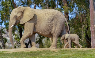 Illustration d'un éléphant, ici à San Diego aux Etats-Unis.
