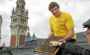 Les abeilles n'ont pas fait le buzz côté miel, en ce début d'année maussade.