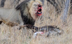 Un lion tue un gnou, dans la réserve d'Entabeni, en Afrique du Sud, en 2009.