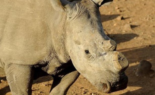 Le braconnage de rhinocéros en Afrique du Sud devrait battre un nouveau record en 2012 et la fin de la crise n'est "pas pour tout de suite", même si la lutte anti-braconnage "commence à payer", selon une étude publiée mardi par l'organisation non gouvernementale Traffic.