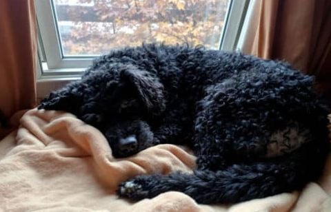 “Il était doux, mais perdu…” un chien venu d’ailleurs met parfois du temps à poser ses valises