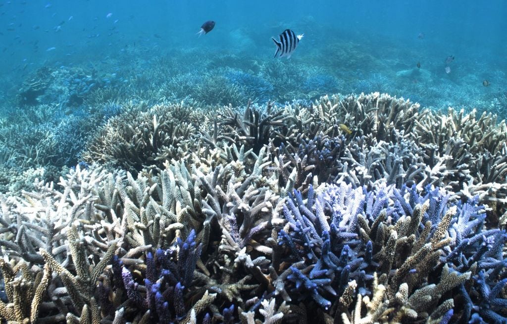 Australie : La Grande Barrière de corail victime d'un record de blanchissement