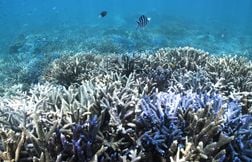 La Grande Barrière de corail victime d’un record de blanchissement