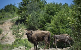 Des bisons européens viennent d'être relâchés à proximité de la commune d'Armenis, dans les Carpates méridionales roumaines, le 12 juin 2015
