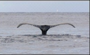 Les partisans de la reprise de la chasse commerciale à la baleine ont remporté une première victoire dimanche à la réunion annuelle de la Commission baleinière internationale (CBI) à Frigate Bay en adoptant une résolution jugeant que le moratoire de 20 ans sur la chasse commerciale n'était "plus nécessaire dorénavant".