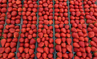 Le mystère des aiguilles dans les fraises australiennes demeure