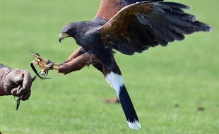 Robin des Bois a regretté jeudi que des joueurs du PSG, actuellement en stage au Qatar, aient participé à la promotion de la chasse au faucon, une pratique qui menace plusieurs espèces, dont le faucon, selon l'association.
