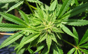 Mandatory Credit: Photo by Lee Jones/REX/Shutterstock (5612484c)
Cannabis plant
Cannabis plant - 2003
/Rex_Cannabis_plant_5612484C//1603101803