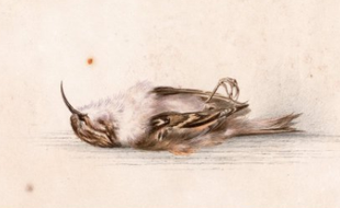 Une aquarelle représentant un petit oiseau mort et datant de 1899 a été découverte dans un ancien refuge d’explorateurs polaires dans l'Antarctique.
