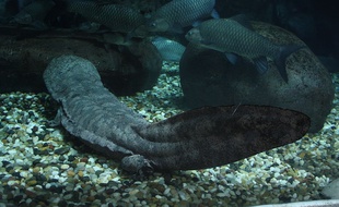 La salamandre géante de Chine court vers son extinction.