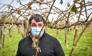 Un vigneron en Bourgogne, face au gel qui a détruit ses récoltes