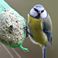 Que nous apprennent dix ans de comptage des oiseaux dans nos jardins ?