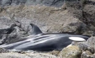 Une orque a été prise au piège par la marée