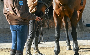 L'équitation compte
3 000 licenciés dans la région.