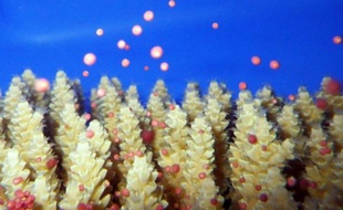 Des scientifiques australiens ont constitué une précieuse banque du sperme dans l'espoir d'assurer l'avenir de la Grande barrière de Corail, menacée par le changement climatique.
