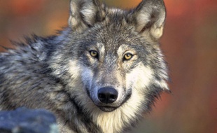 Illustration d'un loup.