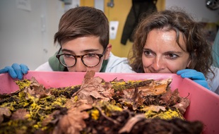 Le CNRS lance une expérience de science participative autour du blob.