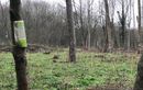 Des associations révoltées par des coupes d’arbres au bois de Vincennes