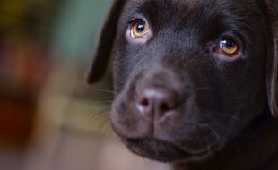 Un labrador (Illustration).