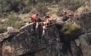 On voit plusieurs chiens de chasse glisser et tomber le long de la falaise abrupte.