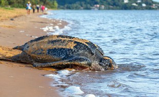 Une tortue luth pondant sous la surveillance de membres de l'association Kwata, sur une plage de Remire-Montjoly, en Guyane Française.