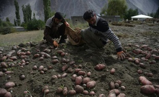 Des fermiers cultivent leurs patates dans un champ du village de Gulmit dans le nord du Pakistan le 28 septembre 2015