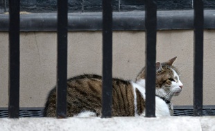 Larry, le chat du 10 Downing Street à Londres, attend les caresses de Theresa May, le 12 juillet 2016