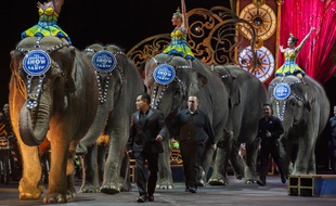 Les éléphants de cirques français pourront prendre une retraite bien méritée en Limousin.
