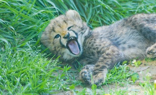 Quatre petits guépards sont nés au Safari de Peaugres.