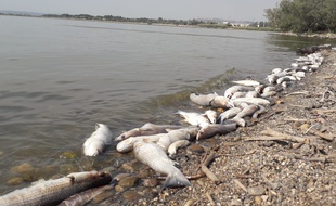 Des milliers de poissons, des muges, des carpes et des anguilles, ont été retrouvés morts sur l'étang du Bolmon.
