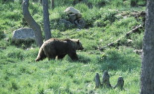 Illustration d'un ours des Pyrénées.