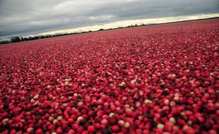 Illustration de baies de canneberge, que l'on retrouve aussi dans le commerce aussi sous l'appellation «cranberry».